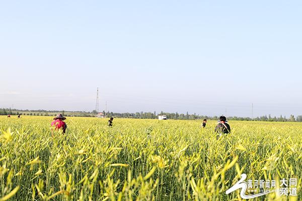 大同市云州区黄花产业链产值达17.5亿元